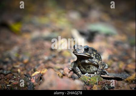 Jolie grenouille asiatique commune sur le sol Banque D'Images