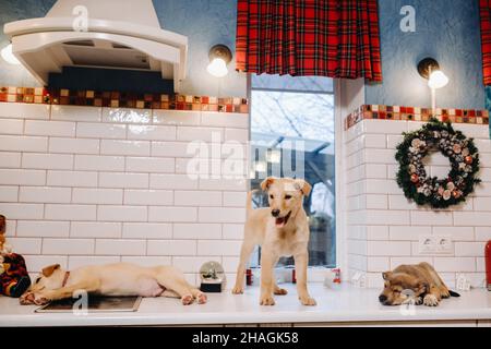 Trois chiots sont posés sur le comptoir dans la cuisine de Noël à la maison. Banque D'Images