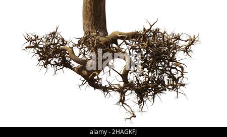 racines d'arbre isolées sur fond blanc Banque D'Images