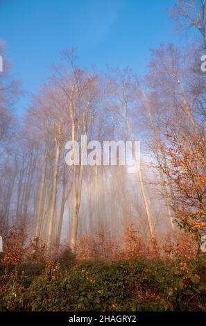 Paysage d'automne avec le soleil illuminant chaleureusement la scène Banque D'Images