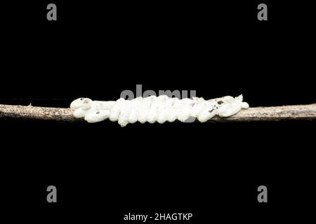 Œufs d'insecte de mouche laquant sur fond noir, Satara, Maharashtra, Inde Banque D'Images