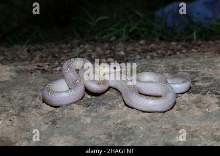 Albino Couleuvre commune, Lycodon capucinus, Satara, Maharashtra, Inde Banque D'Images