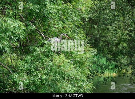 Le héron gris (Ardea cinerea) est assis sur un arbre Banque D'Images