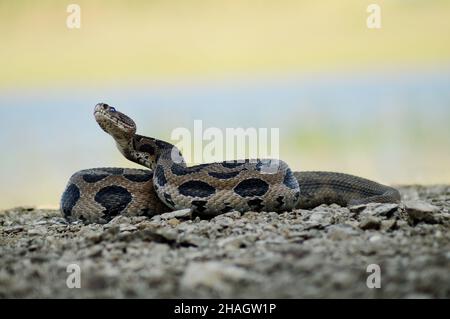 Russell Viper, Daboia russelii à Satara, Maharashtra, Inde Banque D'Images