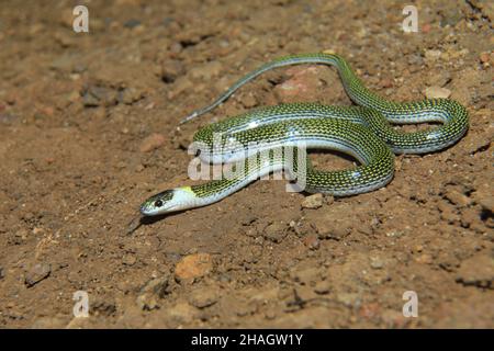 Serpent à loup à deux points, Lycodon jara, Inde du Bengale du Nord Banque D'Images