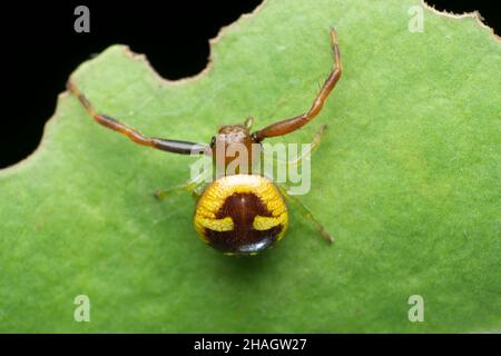 Araignée de crabe, espèce Synema, Satara, Maharashtra, Inde Banque D'Images