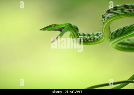 Serpent de vigne à nez long, Ahaetulla nasuta, Satara, Maharashtra, Inde