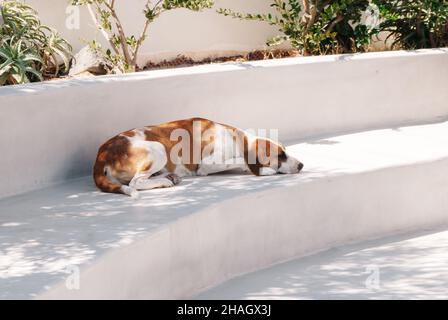 Un chien errant brun blanc repose sur des marches en pierre blanche à l'ombre Banque D'Images