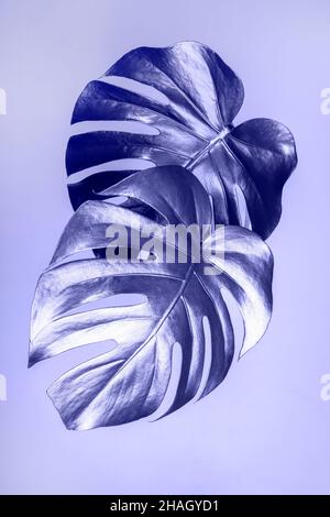 Deux feuilles exotiques de monstère tropicale de près.Toning tendance dans la couleur de l'année lavande très Peri.Décor publicitaire luxueux et élégant.Vertica Banque D'Images