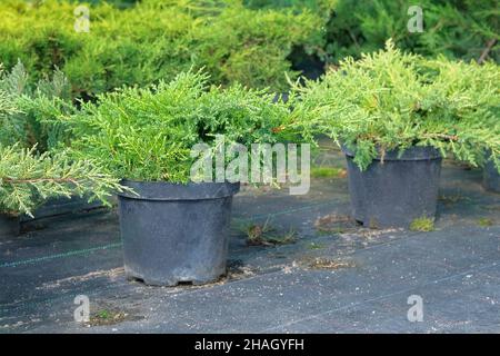 Boutique de jardin.Buissons de genévrier vert en pots noirs offerts à la vente.Arbres et plantes aux couleurs vives. Banque D'Images