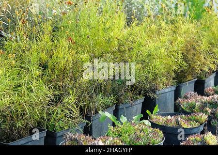 Boutique de jardin.Variété de semis de plantes en pots dans le magasin de jardin.Pépinière de plantes pour le jardinage. Banque D'Images