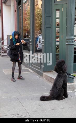 Drôle de photo d'une femme avec un sens de style personnel prenant une photo d'un caniche standard.Sur ST.Marks place à Greenwich Village, Manhattan, New York. Banque D'Images