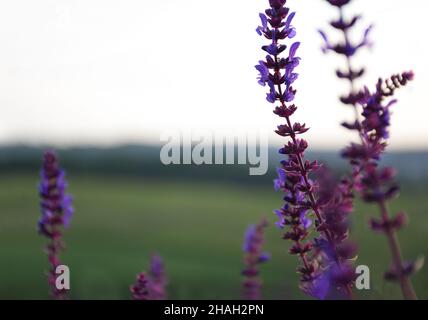 Plusieurs tiges de fleurs de sauge poussant dans la prairie.L'arrière-plan est très flou Banque D'Images