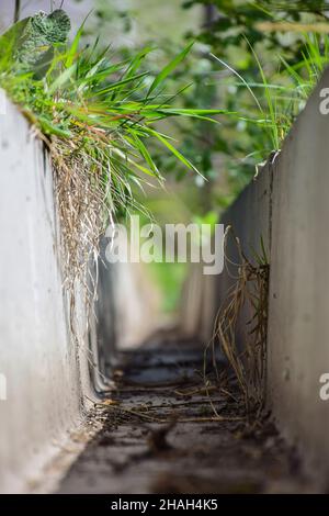 Vue depuis un gouttière en béton sec surcultivé avec de l'herbe verte.Prise de vue sous un angle faible Banque D'Images