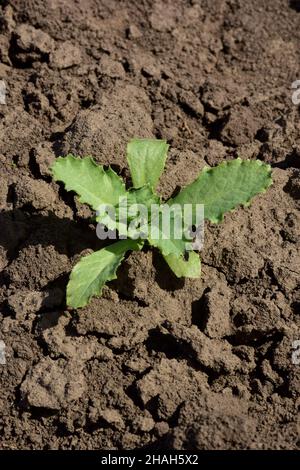 Sur le sol sec et poussiéreux pousse une plante verte dans le soleil brûlant.Terre brun clair déshydratée fissurée et recouverte de morceaux Banque D'Images