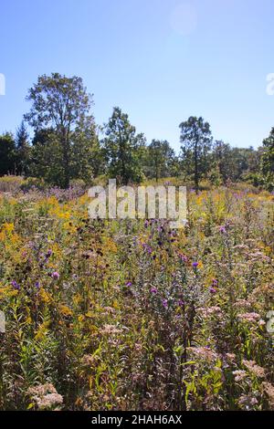 Paysage d'automne doré sur la prairie de l'Illinois. Banque D'Images