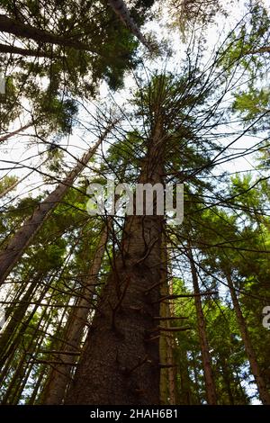 Un très grand arbre de conifères avec beaucoup de branches sèches.Vue de dessous d'un angle élevé Banque D'Images