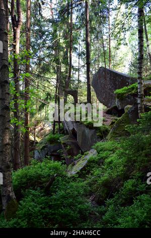 Pile de rochers en cascade recouverts de mousse verte et de branches dans une forêt de montagne dense Banque D'Images