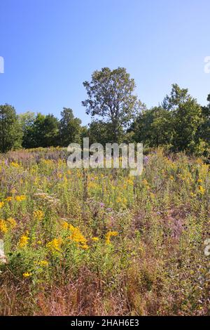 Paysage d'automne doré sur la prairie de l'Illinois. Banque D'Images