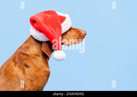 Arrière-plan de Noël de chien.Vizsla portant le portrait de studio de Santa Hat rouge sur fond bleu pastel.Vue latérale.Joyeux Noël. Banque D'Images
