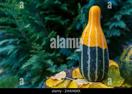 Longue gourde rayée ou citrouille sur une table en bois recouverte de feuilles de couleur automnale Banque D'Images