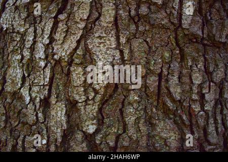 Texture de l'écorce de bois rugueuse de couleur brune de l'ancien arbre sur plein cadre Banque D'Images