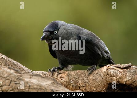 WESTERN Jackdaw, corvus monedula, perchée par une journée ensoleillée sur fond de ciel bleu Banque D'Images