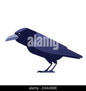 Crow est un genre d'oiseaux de la famille des Corvidae.Oiseau noir corbeau dessin-modèle plat caractère d'ornithologie, illustration vectorielle isolée sur Illustration de Vecteur