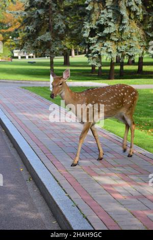 Un jeune cerf sika marche dans un parc d'automne et traverse une route asphaltée vide Banque D'Images