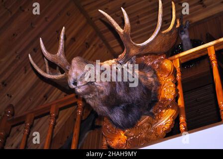 Une grande tête d'un wapiti farci accrochée sur le mur en bois du salon.Photographié sous l'angle inférieur. Banque D'Images