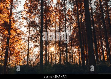 Magnifique feuillage d'arbres de métasequoia contre la lumière du soleil du soir. Banque D'Images