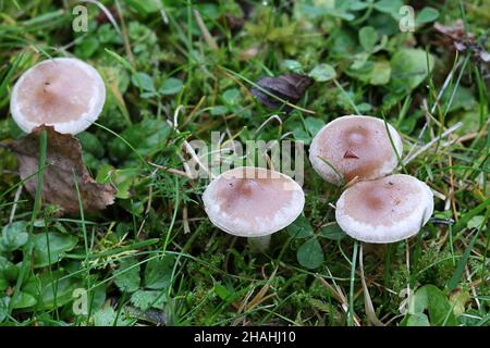 Hebeloma mesophaeum, connu comme poisonpie voilées ou empoisonner pie, de la Finlande aux champignons sauvages Banque D'Images