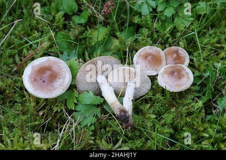 Hebeloma mesophaeum, connu comme poisonpie voilées ou empoisonner pie, de la Finlande aux champignons sauvages Banque D'Images