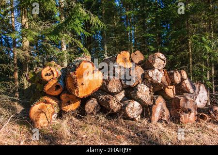 Pile de bois au bord de la forêt Banque D'Images