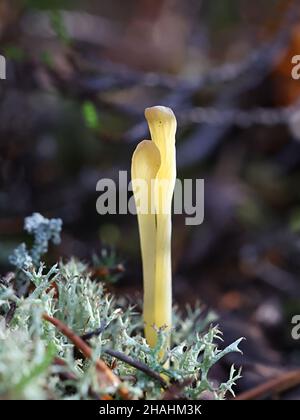 Clavaria argillacea, connue sous le nom de moor club ou Field club, champignon sauvage de Finlande Banque D'Images