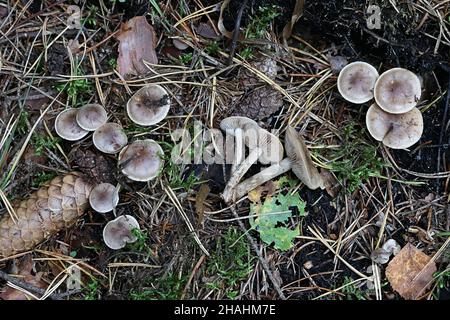 Hebeloma mesophaeum, connu comme poisonpie voilées ou empoisonner pie, de la Finlande aux champignons sauvages Banque D'Images