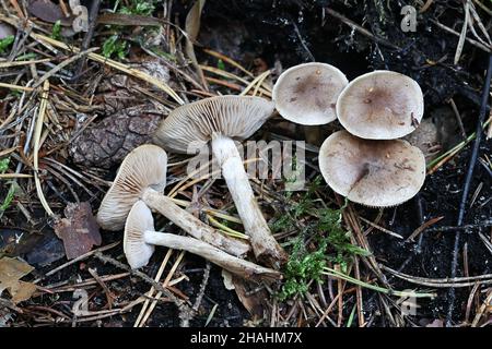 Hebeloma mesophaeum, connu comme poisonpie voilées ou empoisonner pie, de la Finlande aux champignons sauvages Banque D'Images