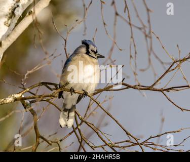 Vue rapprochée des oiseaux du geai bleu perchés en hiver avec un ciel bleu et des branches dans son environnement et son habitat environnant. Banque D'Images