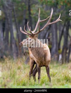 Wapiti bull mâle marchant dans le champ avec un arrière-plan de forêt flou dans son environnement et son habitat entourant, présentant des bois et fourrure de manteau brun. Banque D'Images