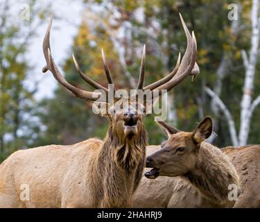 Elk Antlers se pêche à la ligne en gardant son troupeau de vaches élan avec un fond de forêt dans leur environnement et habitat environnant.Image Red Deer. Banque D'Images