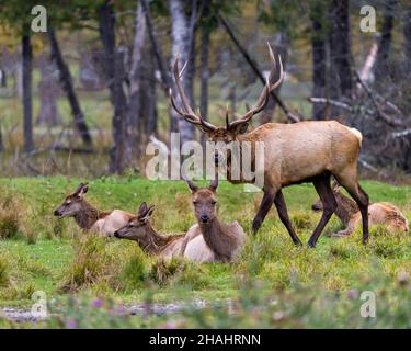 Le buck d'Elk gardait son troupeau de vaches élans avec un fond de forêt flou dans leur environnement et leur habitat environnant.Image Red Deer.Photo. Banque D'Images