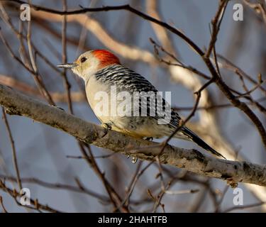 Vue rapprochée de Nuthatch à poitrine rouge perchée sur une branche avec un arrière-plan flou dans son environnement et son habitat environnant.Woodpecker photo et image. Banque D'Images