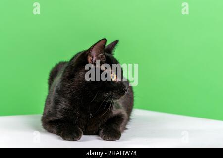 Le Chat Noir Aux Yeux Jaunes Est Assis Sur Une Pierre A Fesses Et Regarde Soigneusement La Camera Une Cloture En Maille Metallique Entoure Une Cour Avec De L Herbe Verte En Pleine