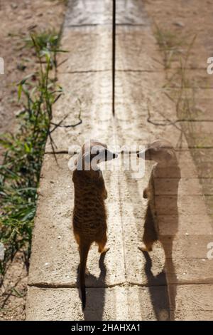 Le meerkat se tient sur ses pattes arrière sur la route et regarde son reflet.Animal sauvage dans le parc Banque D'Images