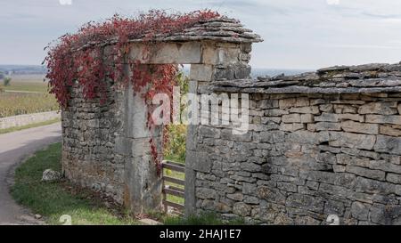 Entrée en pierre à un coin de la Bourgogne avec une usine de super-réducteur de virginie rouge qui pousse sur le mur Banque D'Images