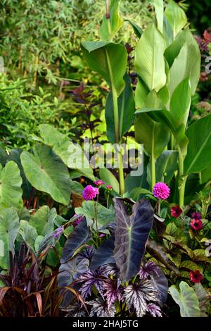 Begonia Benitochiba,Rex Begonia,colocasia esculenta aloha,canca taney,dahlia geerlings babette,inhabituel,différent,exotique,feuilles,feuillage,feuille,feuillage co Banque D'Images