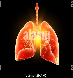 Illustration montrant les poumons humains mis en évidence, pneumonie, 3D illustration Banque D'Images