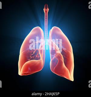 Carcinome mis en évidence dans le poumon droit, illustration 3D Banque D'Images