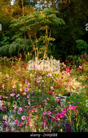 cosmos,dahlia,héliopsis,annuelles et annuelles,aube,lumière de l'aube,lever du soleil,lever du soleil,lever du soleil dans le jardin,lit mixte,bordure,programme de plantation vivace, Banque D'Images