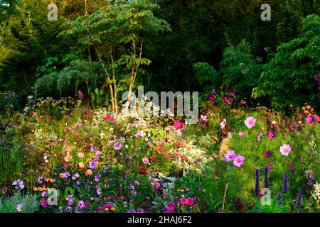 cosmos,dahlia,héliopsis,annuelles et annuelles,aube,lumière de l'aube,lever du soleil,lever du soleil,lever du soleil dans le jardin,lit mixte,bordure,programme de plantation vivace, Banque D'Images